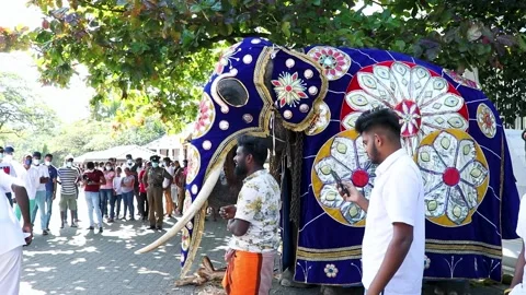 Decorated Elephant to Join the Esala Perahera Festival in Kandy, Sri Lanka. Stock Footage 233195494