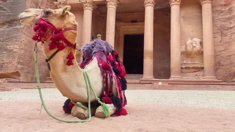 Decorated funny cute camel resting in front of Petra Treasury facade sandst.. 動画素材 330277173