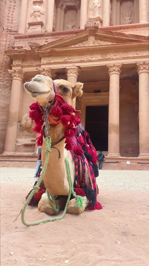 Decorated funny cute camel resting in front of Petra Treasury facade sandst.. Stock Footage 330328852