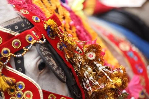 Decorated horse in Punjabi wedding Stock Photos