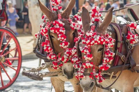 Decorated horses Stock Photos