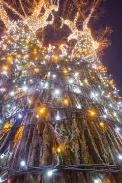 Decorated illuminating tree Foto stock