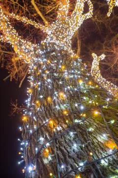 Decorated illuminating tree Stock Photos