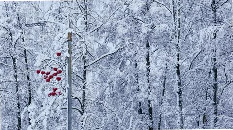 Decorated Lamp Post on a Background of Trees Covered with Snow Stock Photos