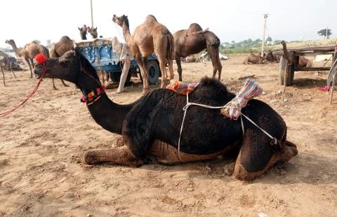 Decorated laying camel with shaved pattern at the Pushkar fair. Rajasthan, India Foto stock