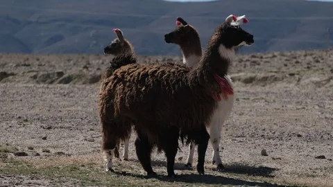 Decorated llama Stock Footage 89163516