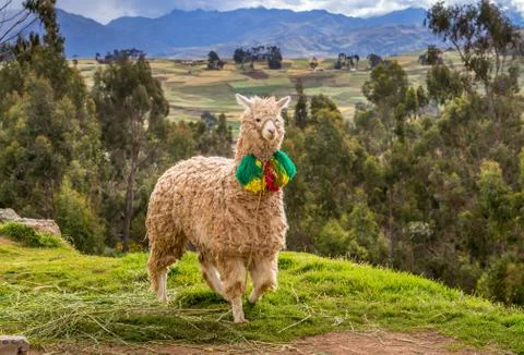 Decorated llama on the side road Stock Photos