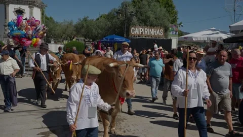 Decorated oxen parade through crowd at Feiras Novas Ponte de Lima Видео 346133402