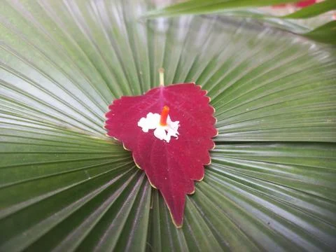 Decorated Palm Leaf with Coleus Red Leaf, Stock Photos