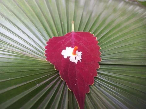 Decorated Palm Leaf with Coleus Red Leaf, Stock Photos