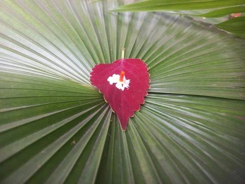 Decorated Palm Leaf with Coleus Red Leaf, Stock Photos