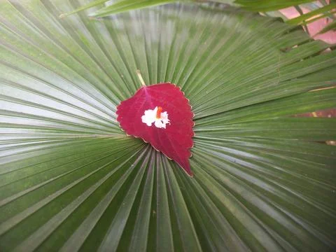 Decorated Palm Leaf with Coleus Red Leaf, Stock Photos