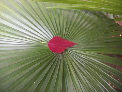 Decorated Palm Leaf with Coleus Red Leaf, Stock Photos