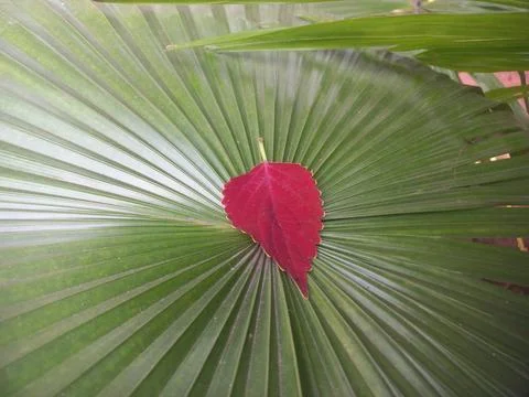 Decorated Palm Leaf with Coleus Red Leaf, Stock Photos