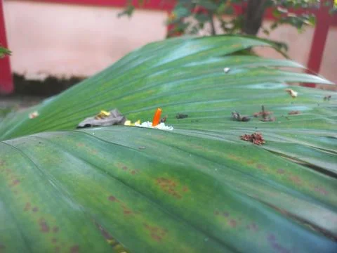 Decorated Palm Leaf with Coleus Red Leaf, Stock Photos