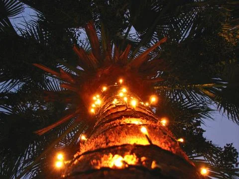 Decorated palm tree Stock Photos