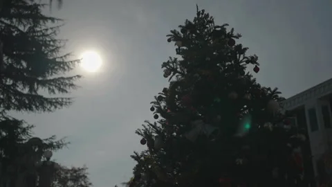 Decorated pine trees on street with sunlight from left, San Francisco Vídeos de archivo 333615569