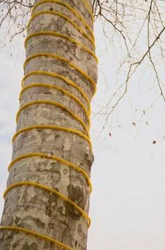 Decorated plane tree trunk Stock Photos