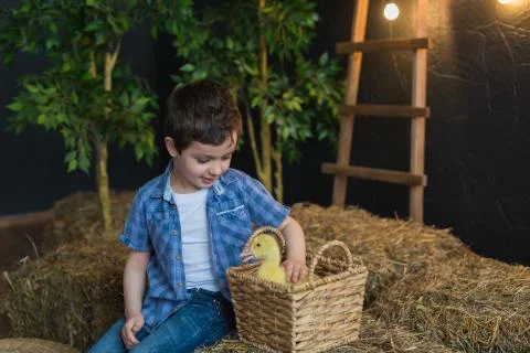 The decorated studio cute boy playing with gosling Stock Photos