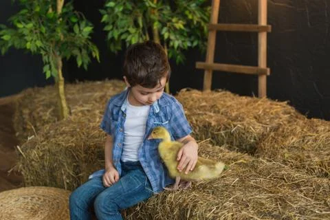 In decorated studio  a pretty boy in a blue shirt, stroking the goose Stock Photos