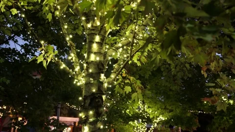 Decorated Tree with Christmas Lights on in Park Stock Footage 142485300