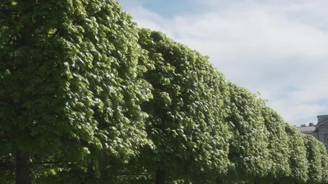 Decorated tree on a spring day, regular speed Stock Footage 308156853