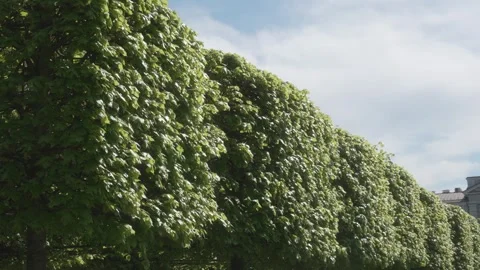 Decorated tree on a spring day, slow motion Stock Footage 308157039