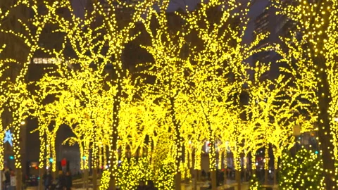 Decorated trees with thousands of Christmas lights glow at Zuccotti Park Video stock 297898087