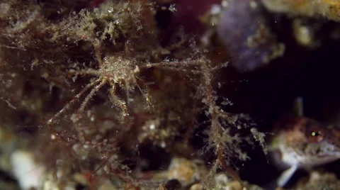 Decorater crab 001 Stock Footage 62405102
