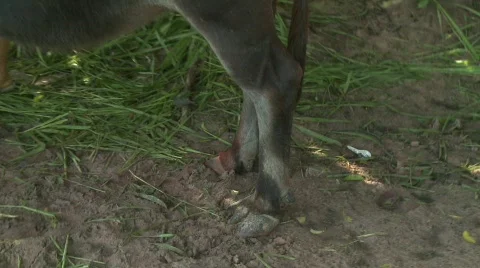 Decorating the buffalo 11 Stock-Footage 483712