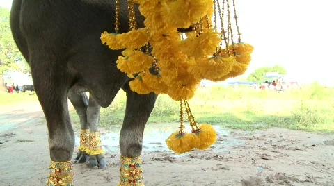 Decorating the buffalo 12 Stock Footage 483709