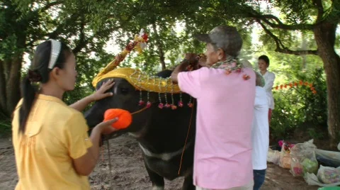 Decorating the buffalo 16 Video stock 488768