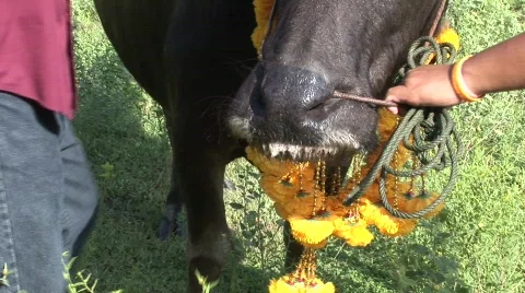 Decorating the buffalo 18 Stock-Footage 488738