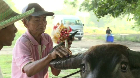 Decorating the buffalo 2 스톡 동영상 483772