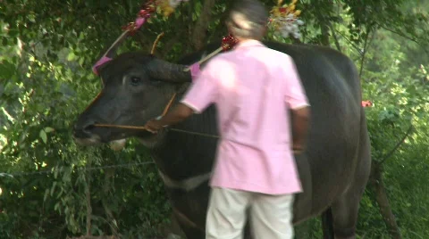 Decorating the buffalo 3 Stock Footage 483770
