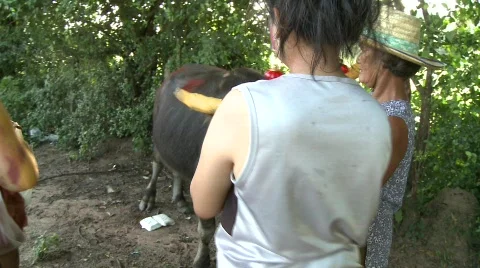 Decorating the buffalo 6 Stock Footage 483747