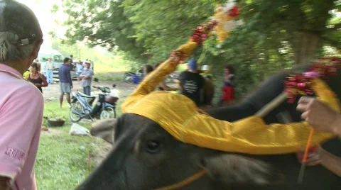 Decorating the buffalo 7 Stock Footage 483739