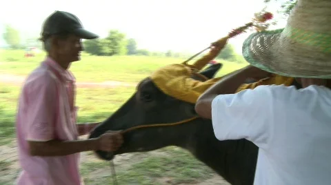 Decorating the buffalo 9 스톡 동영상 483730