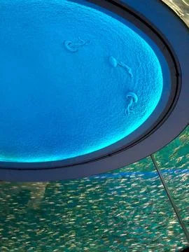 Decorating the ceiling of an aquarium Stock Photos