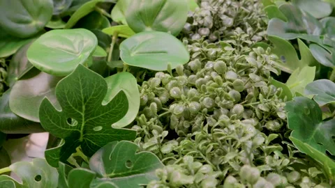Decorating plants for the house pattern texture nature home 스톡 동영상 151142828