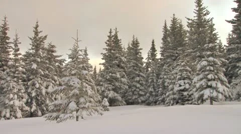 Decorating the Tree Stock-Footage 10573225