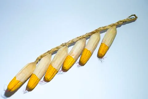 Decoration Corn Stockfoto's