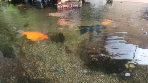 Decoration for decorative fish ponds Stock Footage 232289660