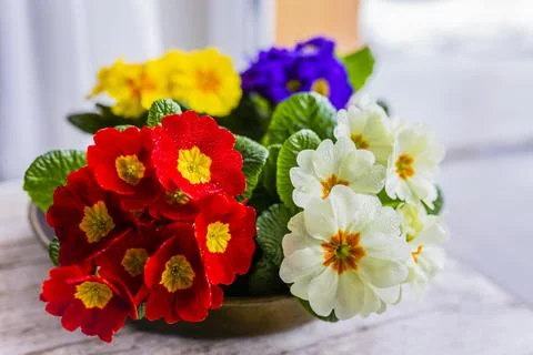 Decoration of the first spring primulae on the window sill. Stock Photos