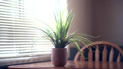 Decoration flower pot 库存影片 165576035