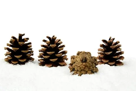 Decoration of four pine cones in line on snow on white background Stock Photos