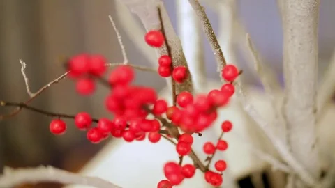 The decoration of the hall with Rowan berries Video stock 73344308