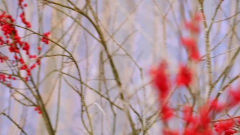 The decoration of the hall with Rowan berries Видео 73345429