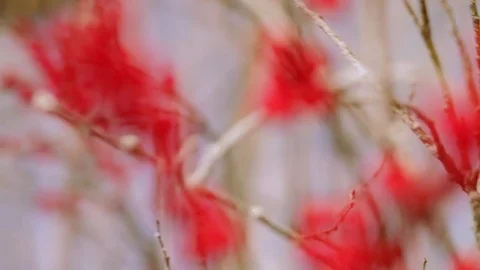 The decoration of the hall with Rowan berries Видео 73345488