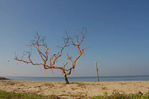 Decoration on a leafless tree by the sea Stock Photos